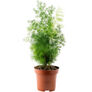 Myriocladus, Asparagus Fern - 1,000 Seeds thumbnail number null